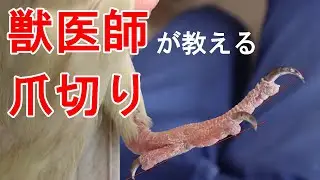 【小型の鳥】獣医師が教える爪切り ③/3