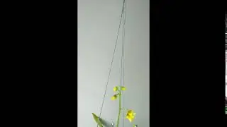 Oncidium Orchid's flowers live growing 2