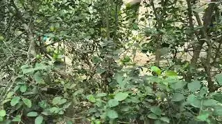 একটা গাছে এত পাতি লেবু! কল্পনা করা যায় না | Lemon Tree Full of Lemons | Village Nature