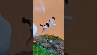 Crazy Swan Ambushes Cats! Unbelievable Feline Frenzy!