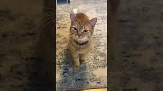 Cutest Cat Meows You&rsquo;ll Hear Today 🥹🐱