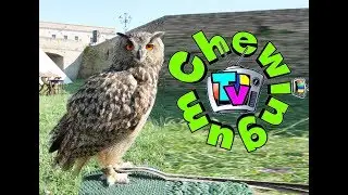 AQUILE, FALCHI, GUFI, CIVETTE, - LA FALCONERIA su CHEWINGUM TV LIVE
