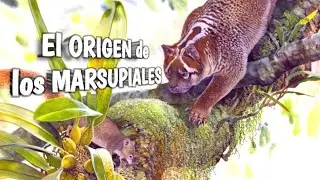 🦘MARSUPIALES FÓSILES: ¿Dónde y cuándo aparecieron? 🐨