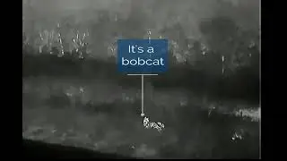 Bobcat in the Florida Everglades - Thermal Imaging FLIR