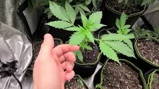 LA Kush Cake - They are looking pretty good now