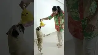 Simba gets a New TOY | Toy story | #simba #pug #pet #petlover