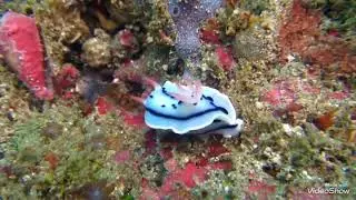 Chromodoris Lochi