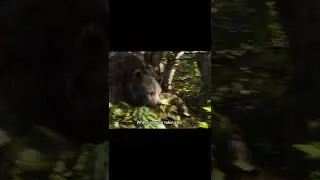 Mogli Catch Monkey #mogli#india #south #bollywood #hollywood #trending