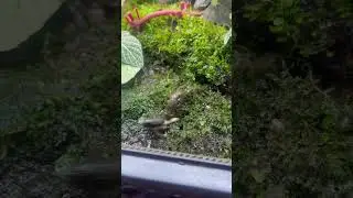 食いしん坊な田んぼのカエル　Burmese Crocodile Newt / Tylototriton verrucosus　アメイロイボイモリ　#shorts