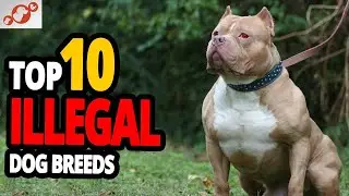 Top 10 Most Illegal Dog Breeds In the World!