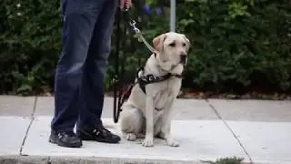 Walk for Dog Guides