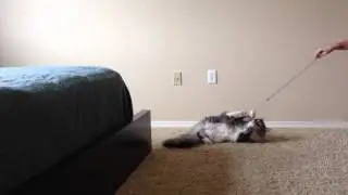 Best cat toy! Cat playing with Tiger Teasers Lion Lure cat teaser wand toy.