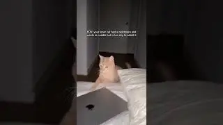 моему коту снова приснился кошмар