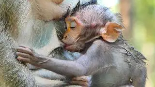 Jagger adorable baby Monkey | Natural Life of Animals