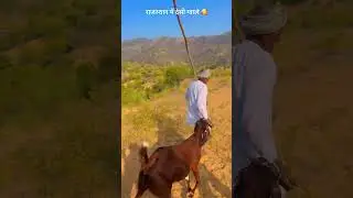 राजस्थान में देसी ग्वाले 🥰❤️😍 #rajasthani #food #culture #villagelife #desikhana #youtubeshorts
