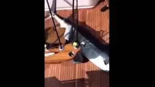 350lb Blue Marlin Fish Jumps into Boat