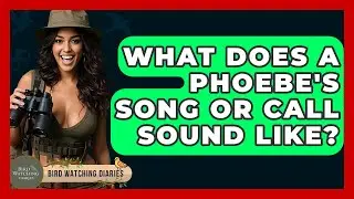 What Does A Phoebe's Song Or Call Sound Like? - Bird Watching Diaries