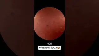 chocolate wafers biscuits under a microscope 🔬 😋