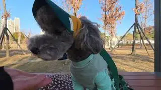 26년 1월 매일 산책 ASMR 487일차 [POV: Dog walk in Busan 🐾 | ASMR &mdash; Day 487 (Korea, Jan &rsquo;31)]