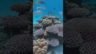 The Sea&rsquo;s Silent Chaos #fish #shorts #gopro  #kayaking