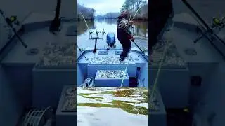 ও মাই গড অসাধারণ দৃশ্য বোর্ডে করে  গিয়ে নদীতে বড় মাছ ধরা হচ্ছে#fishing #fishingtips #fish #birdfish