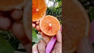 Palai Malta 🍊🍊🍊