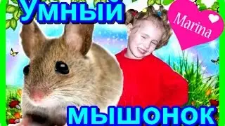 Умный мышь на первом - Puppet fairytale about   a clever little mouse