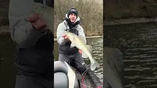 P&ecirc;che du sandre au leurre souple avec un CrushCity Kickman