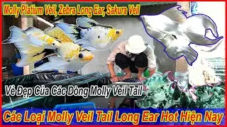 C&aacute;c d&ograve;ng molly veil tail hot hiện nay, platium veil tail, sakura, gold spot veil tail |DLB Vlog
