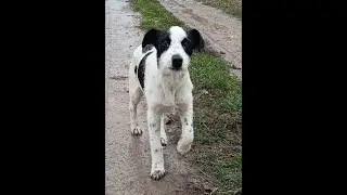 Lili, preslatka me&scaron;anka iz Be&scaron;ke traži dom