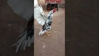 #foryou #aseel #birds #foryourpage #subscribe #shorfeed #shorts #shortvideo #trending #video fyp