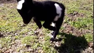 Buckling-video one