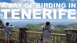 Birding in Tenerife During Storm Nuria – Red Alert Conditions!