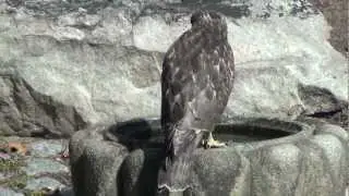 Back yard hawk - help me identify it!