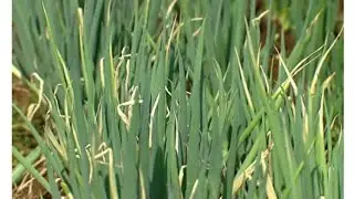 cebolinha com pontas secas ou amarelas, o que fazer?