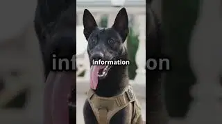 War-Dogs Your Best Battle Buddy #youtubeshorts #militarydogs #usarmy