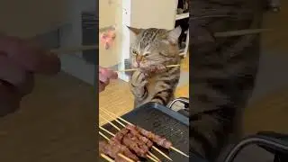 Crayz Cute Cats 2024 (87)  #2024 #cat #funny #cute #kitten #catlovers #catlover #pets #cats
