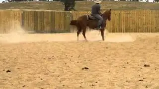 Jewel - Lethal Lena X Peptos Stylish Oak Mare