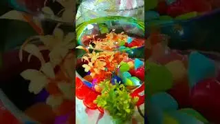 fish bowl aquarium with love song