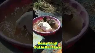 Ducks Fight With Bossy Benji #duckbehavior #ducks #ducklife