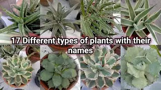 Different types of plants with names / Different plant names/ Humaira Gardening