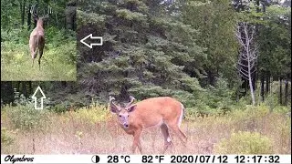Trail Cam Velvet Bucks (One To Keep An Eye On!)