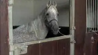 ILPH - Horse Welfare Charity Introduction Movie