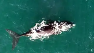 Whale Drone Footage 4K - Hermanus South Africa - Whales and Calves - Whale Season 2022