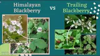 Trailing Blackberry and Himalayan Blackberry || Native vs Invasive