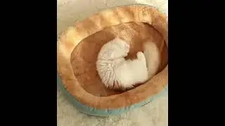 Kimpets Cat Bed Dog Pet Bed Kennel Non Slip Winter Warm Small Dog #catkennel #dogsofa #petbed
