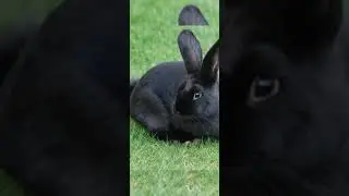 black rabbit 🐰🖤