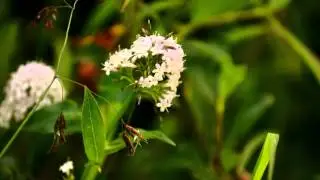 Denali, National park, Alaska 2015 by a1VIDEO&reg;