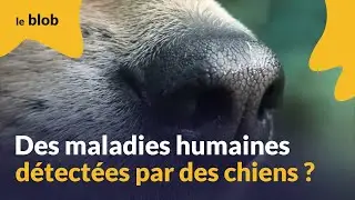 Des maladies humaines détectées par les chiens ? | Reportage