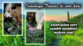 EXPLORE TRAWAS #3 | Feeding Cows Sound of Nature in Trawas